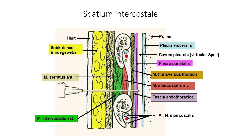 Spatium intercostale Haut Subkutanes Bindegewebe Pulmo Pleura visceralis Cavum pleurale (virtualer Spalt) Pleura parietalis