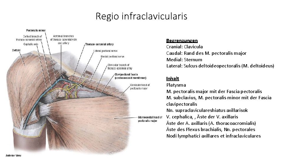 Regio infraclavicularis Begrenzungen Cranial: Clavicula Caudal: Rand des M. pectoralis major Medial: Sternum Lateral: