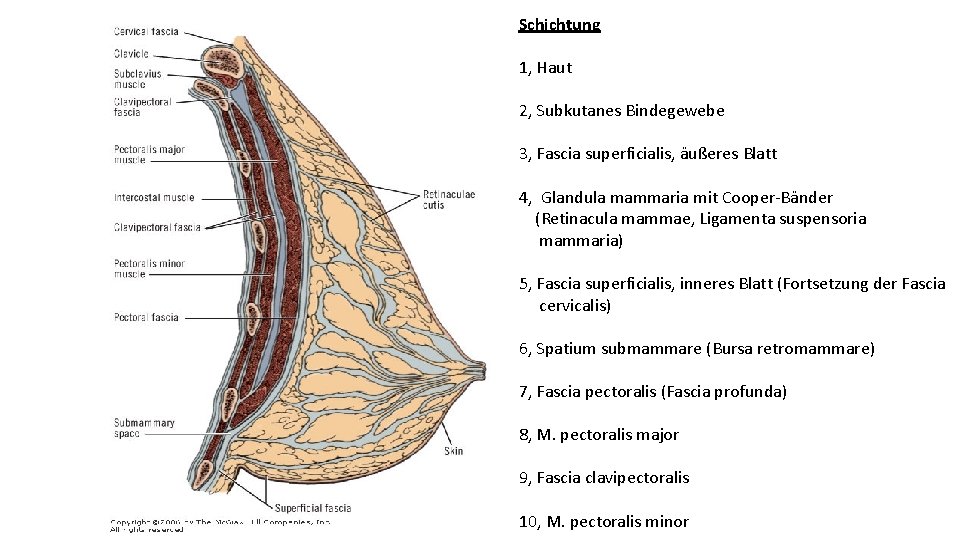 Schichtung 1, Haut 2, Subkutanes Bindegewebe 3, Fascia superficialis, äußeres Blatt 4, Glandula mammaria