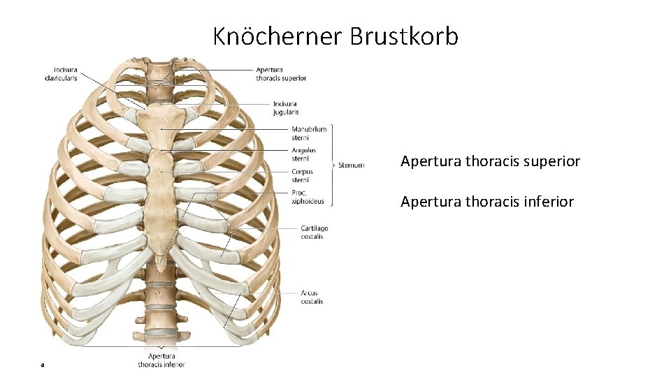 Knöcherner Brustkorb Apertura thoracis superior Apertura thoracis inferior 