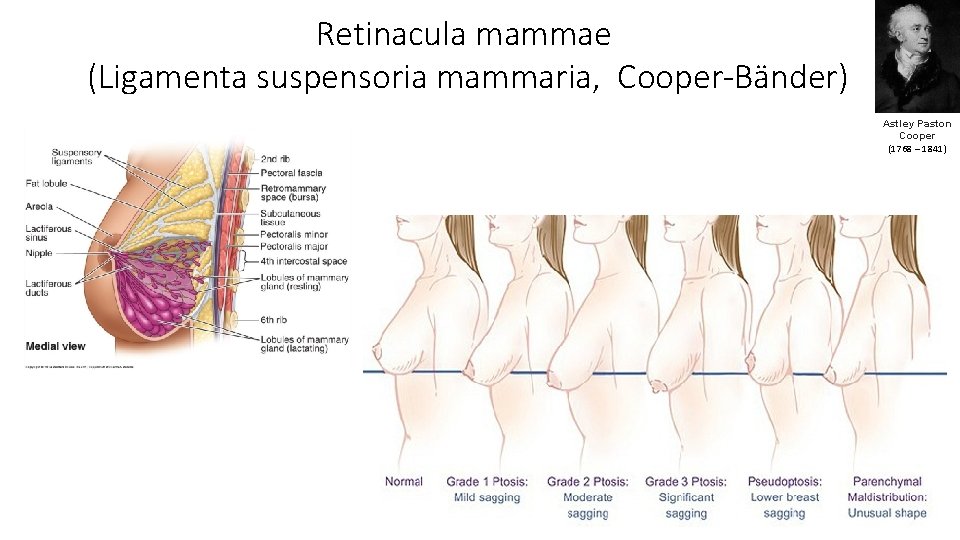 Retinacula mammae (Ligamenta suspensoria mammaria, Cooper-Bänder) Astley Paston Cooper (1768 – 1841) 