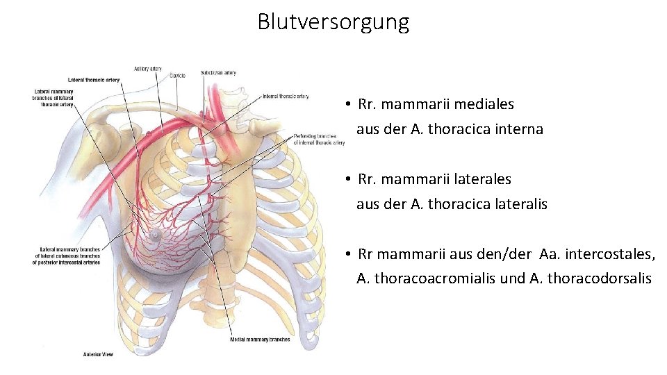 Blutversorgung • Rr. mammarii mediales aus der A. thoracica interna • Rr. mammarii laterales
