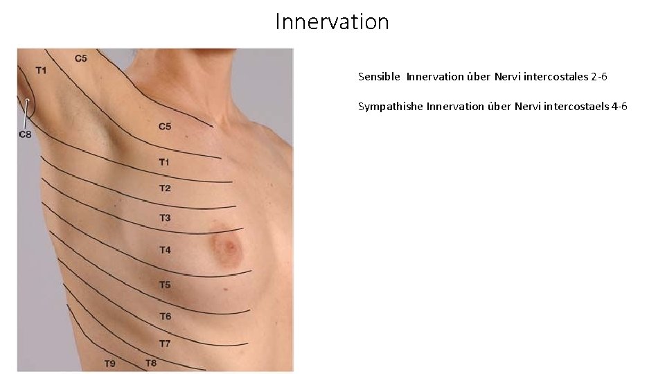 Innervation Sensible Innervation über Nervi intercostales 2 -6 Sympathishe Innervation über Nervi intercostaels 4