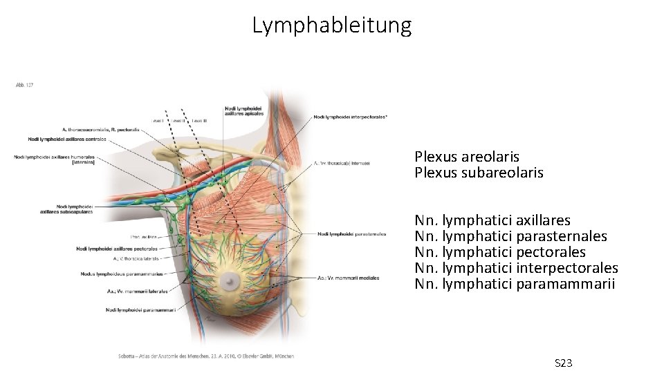 Lymphableitung Plexus areolaris Plexus subareolaris Nn. lymphatici axillares Nn. lymphatici parasternales Nn. lymphatici pectorales