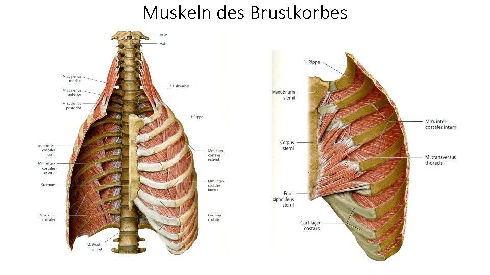 Muskeln des Brustkorbes 