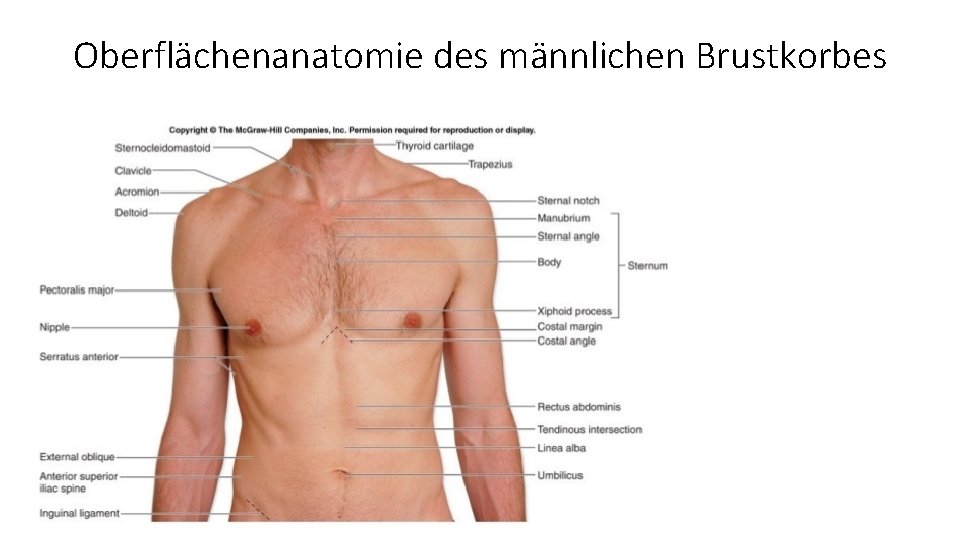 Oberflächenanatomie des männlichen Brustkorbes 