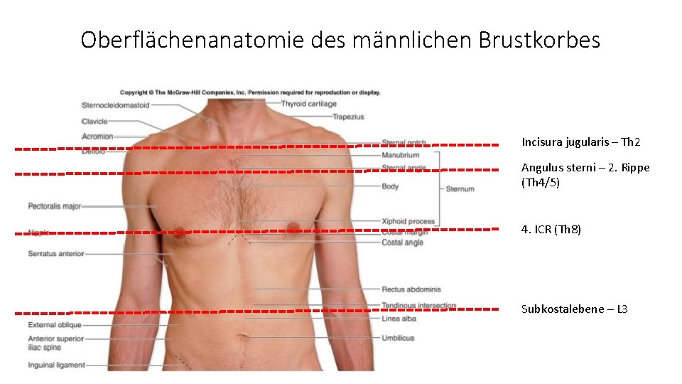 Oberflächenanatomie des männlichen Brustkorbes Incisura jugularis – Th 2 Angulus sterni – 2. Rippe