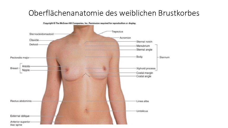 Oberflächenanatomie des weiblichen Brustkorbes 