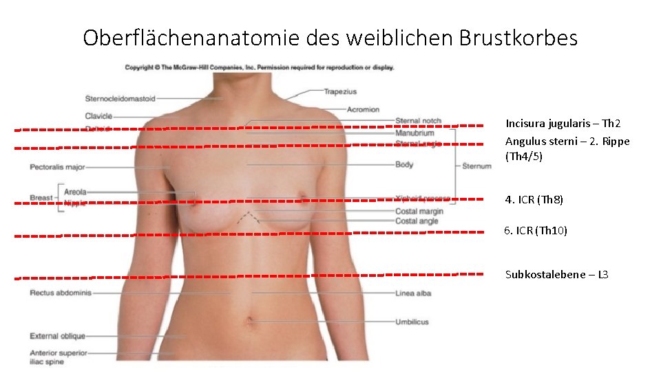 Oberflächenanatomie des weiblichen Brustkorbes Incisura jugularis – Th 2 Angulus sterni – 2. Rippe