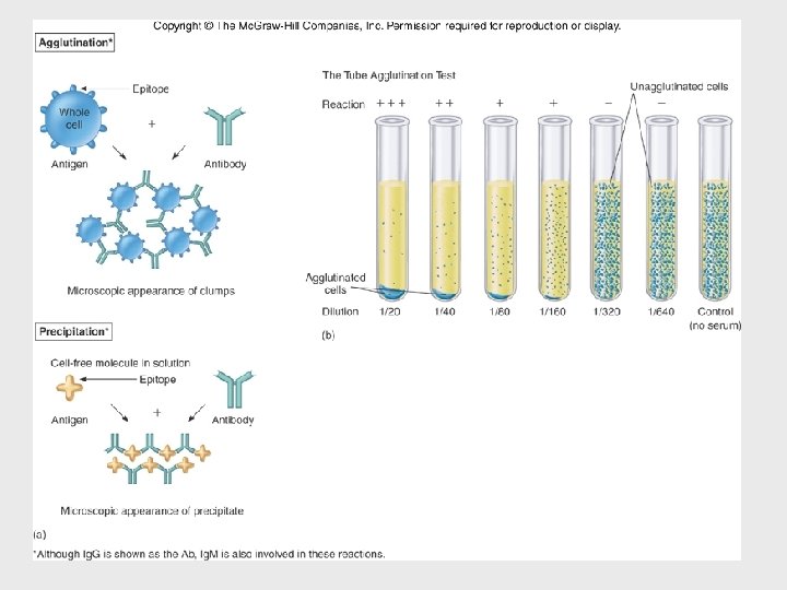 Insert figure 17. 10 Cellularmolecular view 
