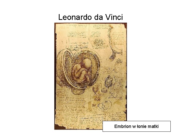 Leonardo da Vinci Embrion w łonie matki 