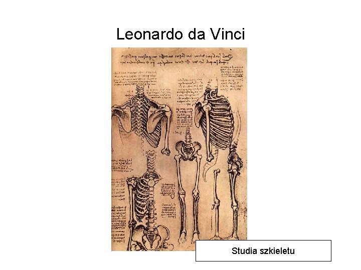 Leonardo da Vinci Studia szkieletu 