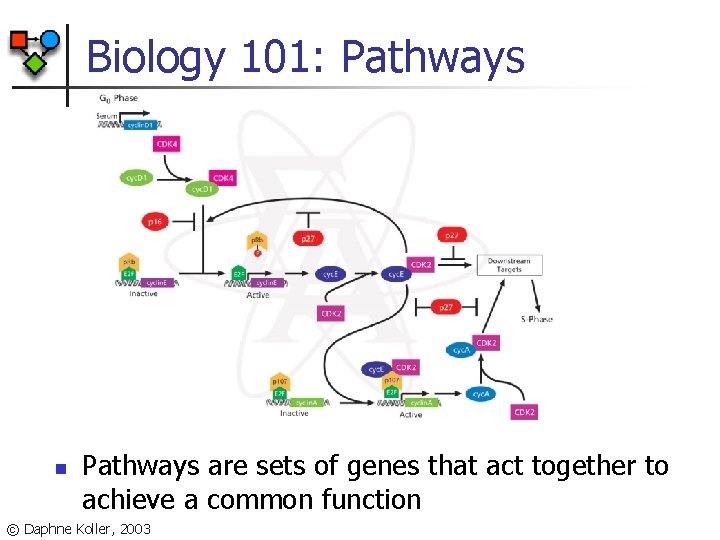 Biology 101: Pathways n Pathways are sets of genes that act together to achieve
