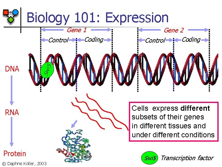 Biology 101: Expression DNA Gene 2 Coding Control Swi 5 Gene 1 Coding Control