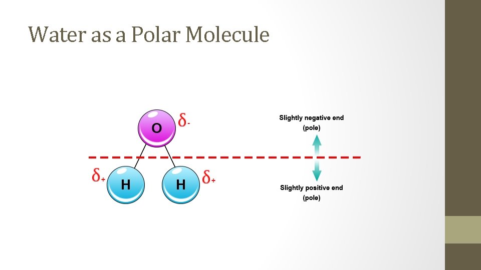 Water as a Polar Molecule 