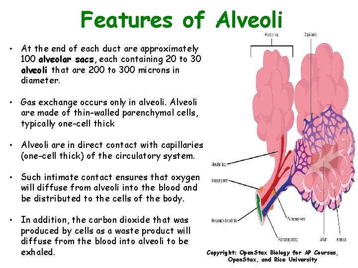 Features of Alveoli • At the end of each duct are approximately 100 alveolar