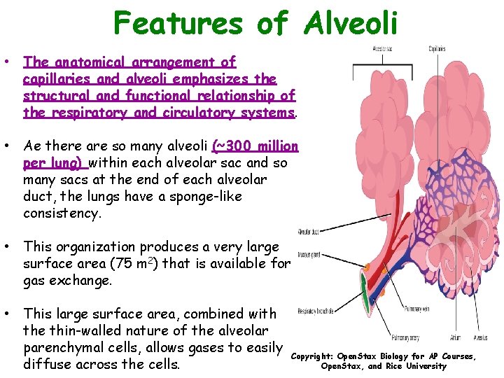 Features of Alveoli • The anatomical arrangement of capillaries and alveoli emphasizes the structural