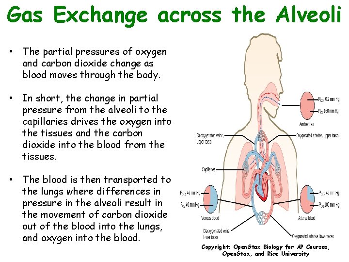 Gas Exchange across the Alveoli • The partial pressures of oxygen and carbon dioxide