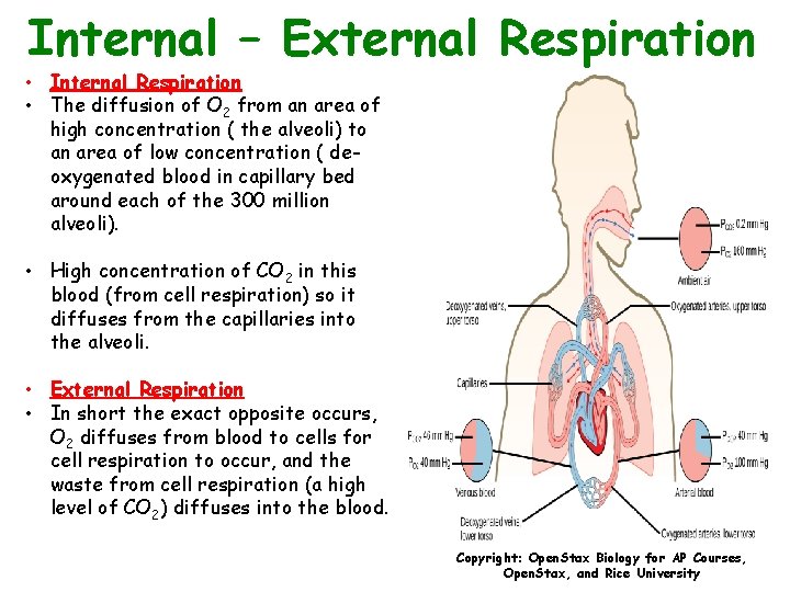 Internal – External Respiration • Internal Respiration • The diffusion of O 2 from