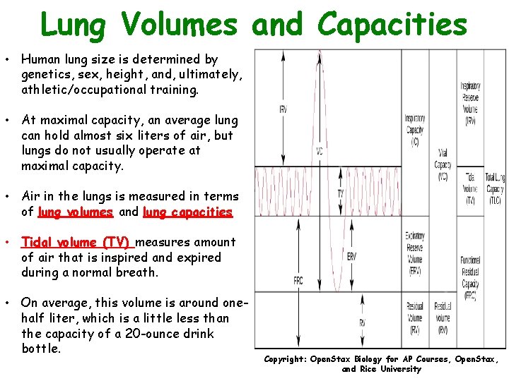 Lung Volumes and Capacities • Human lung size is determined by genetics, sex, height,