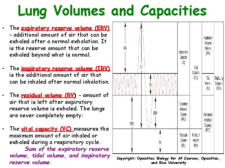 Lung Volumes and Capacities • The expiratory reserve volume (ERV) - additional amount of