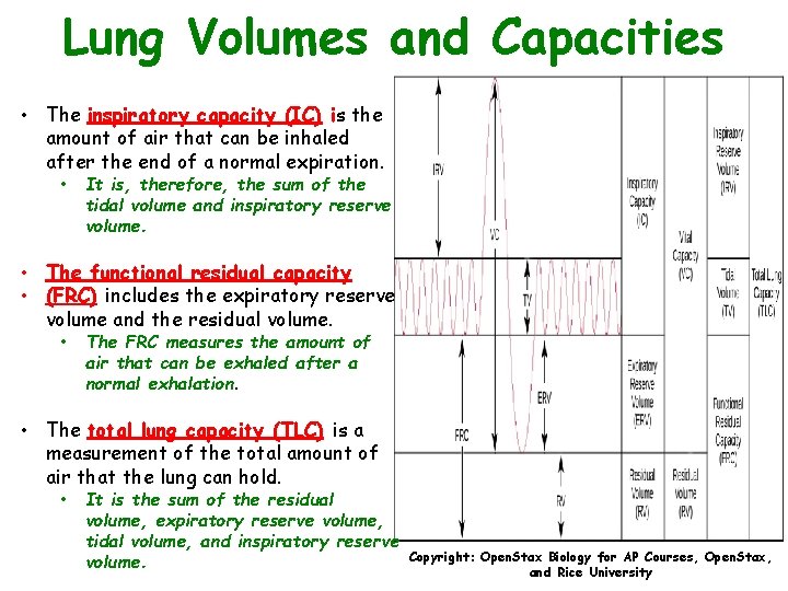 Lung Volumes and Capacities • The inspiratory capacity (IC) is the amount of air