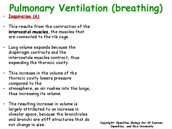 Pulmonary Ventilation (breathing) • Inspiration (A) • This results from the contraction of the