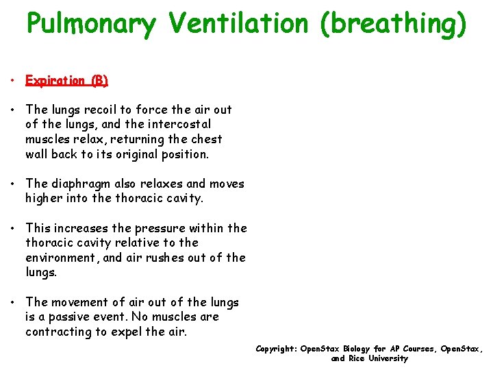 Pulmonary Ventilation (breathing) • Expiration (B) • The lungs recoil to force the air