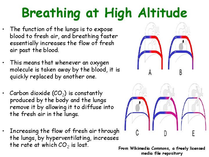 Breathing at High Altitude • The function of the lungs is to expose blood