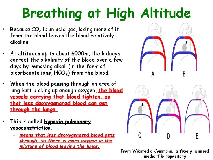 Breathing at High Altitude • Because CO 2 is an acid gas, losing more