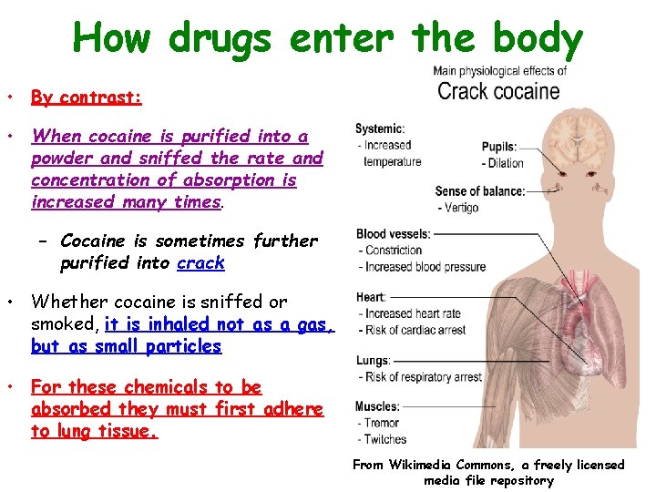 How drugs enter the body • By contrast: • When cocaine is purified into