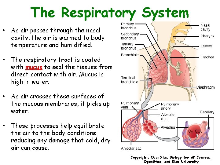 The Respiratory System • As air passes through the nasal cavity, the air is