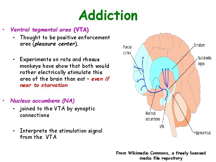 Addiction • Ventral tegmental area (VTA) • Thought to be positive enforcement area (pleasure