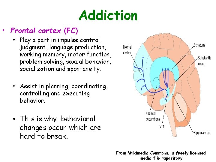 Addiction • Frontal cortex (FC) • Play a part in impulse control, judgment, language