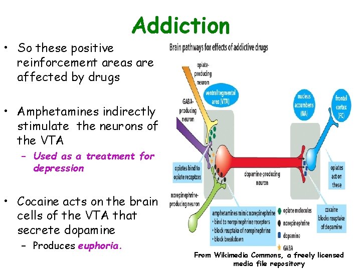 Addiction • So these positive reinforcement areas are affected by drugs • Amphetamines indirectly