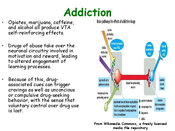 Addiction • Opiates, marijuana, caffeine, and alcohol all produce VTA self-reinforcing effects. • Drugs