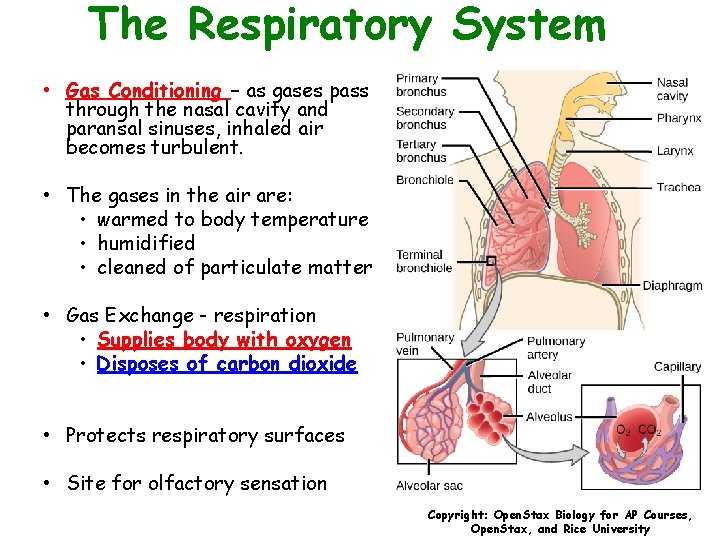 The Respiratory System • Gas Conditioning – as gases pass through the nasal cavity