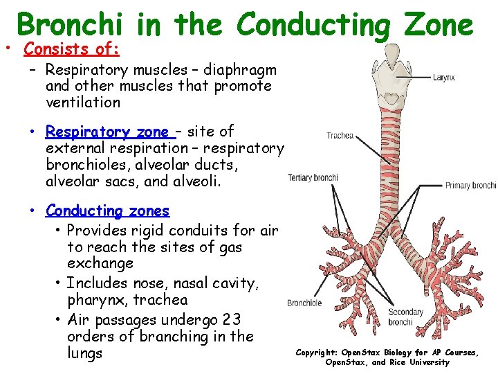 Bronchi in the Conducting Zone • Consists of: – Respiratory muscles – diaphragm and