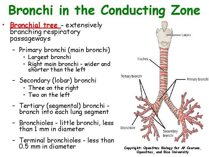 Bronchi in the Conducting Zone • Bronchial tree - extensively branching respiratory passageways –
