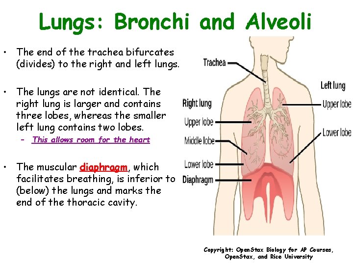 Lungs: Bronchi and Alveoli • The end of the trachea bifurcates (divides) to the