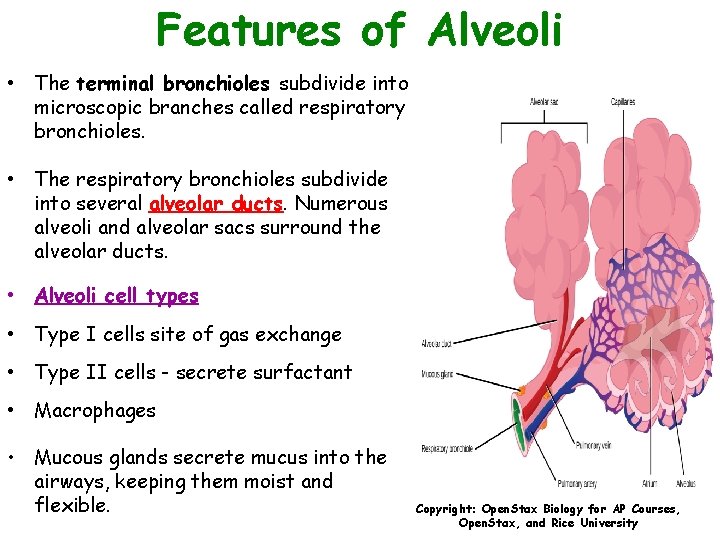 Features of Alveoli • The terminal bronchioles subdivide into microscopic branches called respiratory bronchioles.