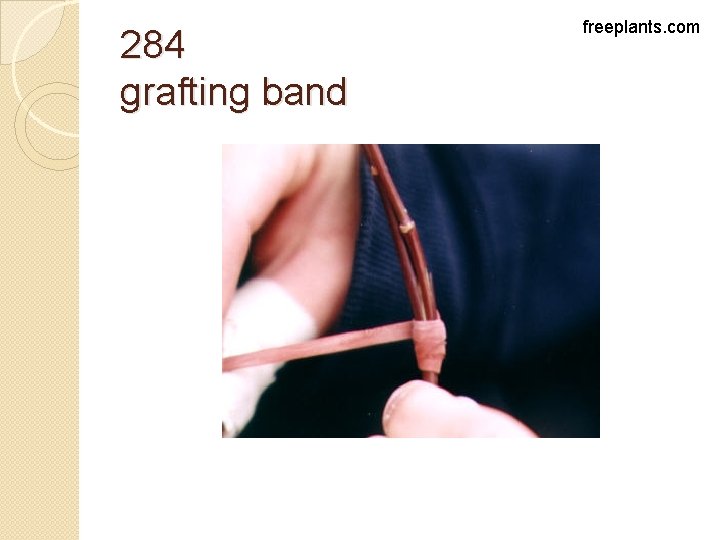 284 grafting band freeplants. com 