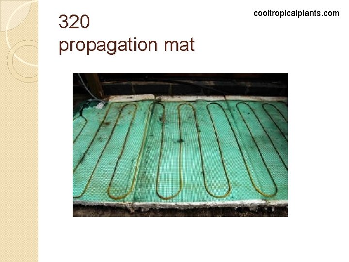 320 propagation mat cooltropicalplants. com 