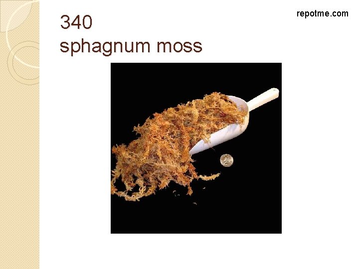 340 sphagnum moss repotme. com 