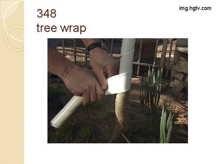 348 tree wrap img. hgtv. com 