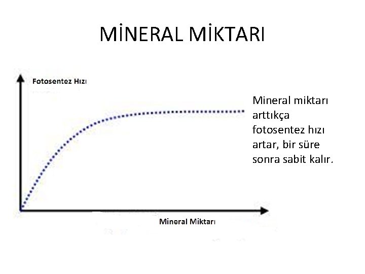 MİNERAL MİKTARI Mineral miktarı arttıkça fotosentez hızı artar, bir süre sonra sabit kalır. 