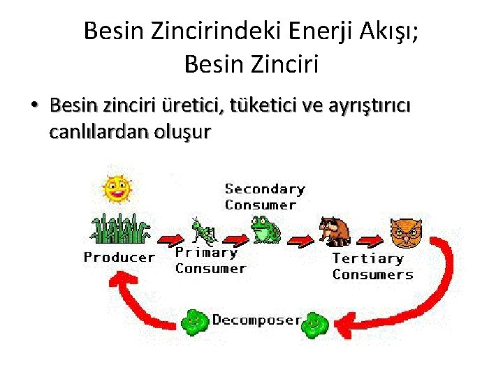 Besin Zincirindeki Enerji Akışı; Besin Zinciri • Besin zinciri üretici, tüketici ve ayrıştırıcı canlılardan