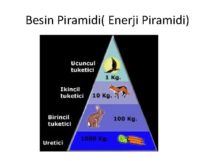 Besin Piramidi( Enerji Piramidi) 