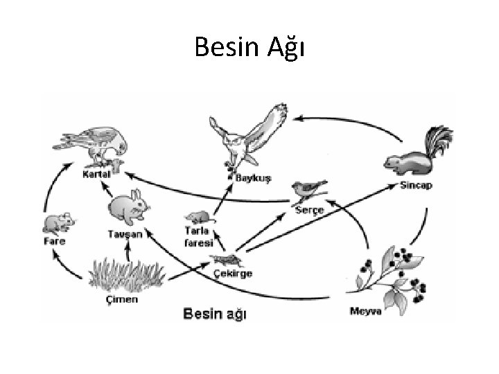 Besin Ağı 