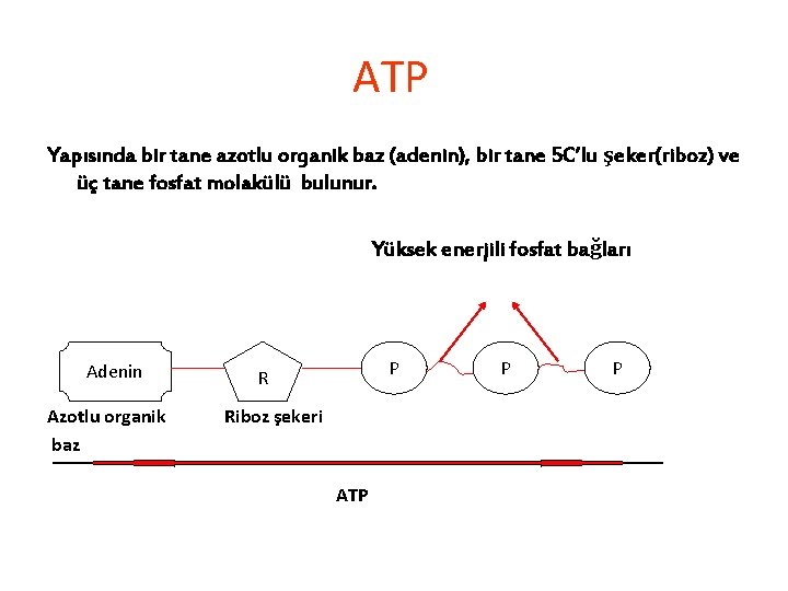 ATP Yapısında bir tane azotlu organik baz (adenin), bir tane 5 C’lu şeker(riboz) ve